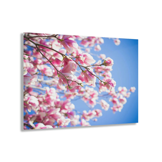 Magnolia-nificent! Acrylic Prints