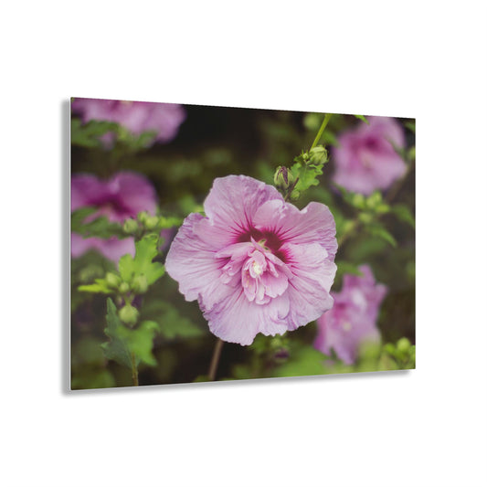 Stop & Smell The Rose Of Sharon Acrylic Prints