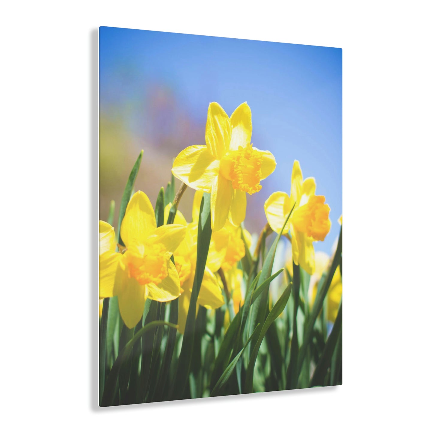 Daffo-Dilled With Joy Acrylic Prints