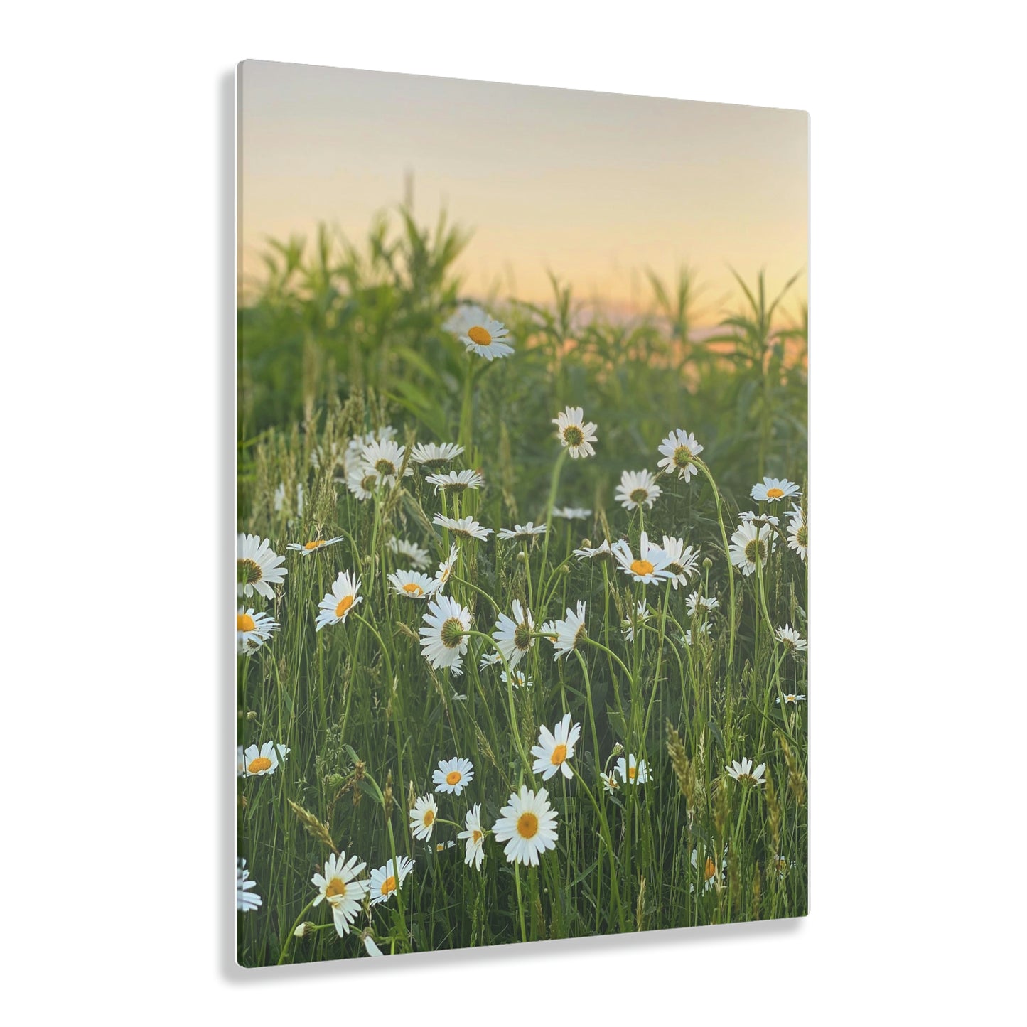 Daisy Dreams Acrylic Prints