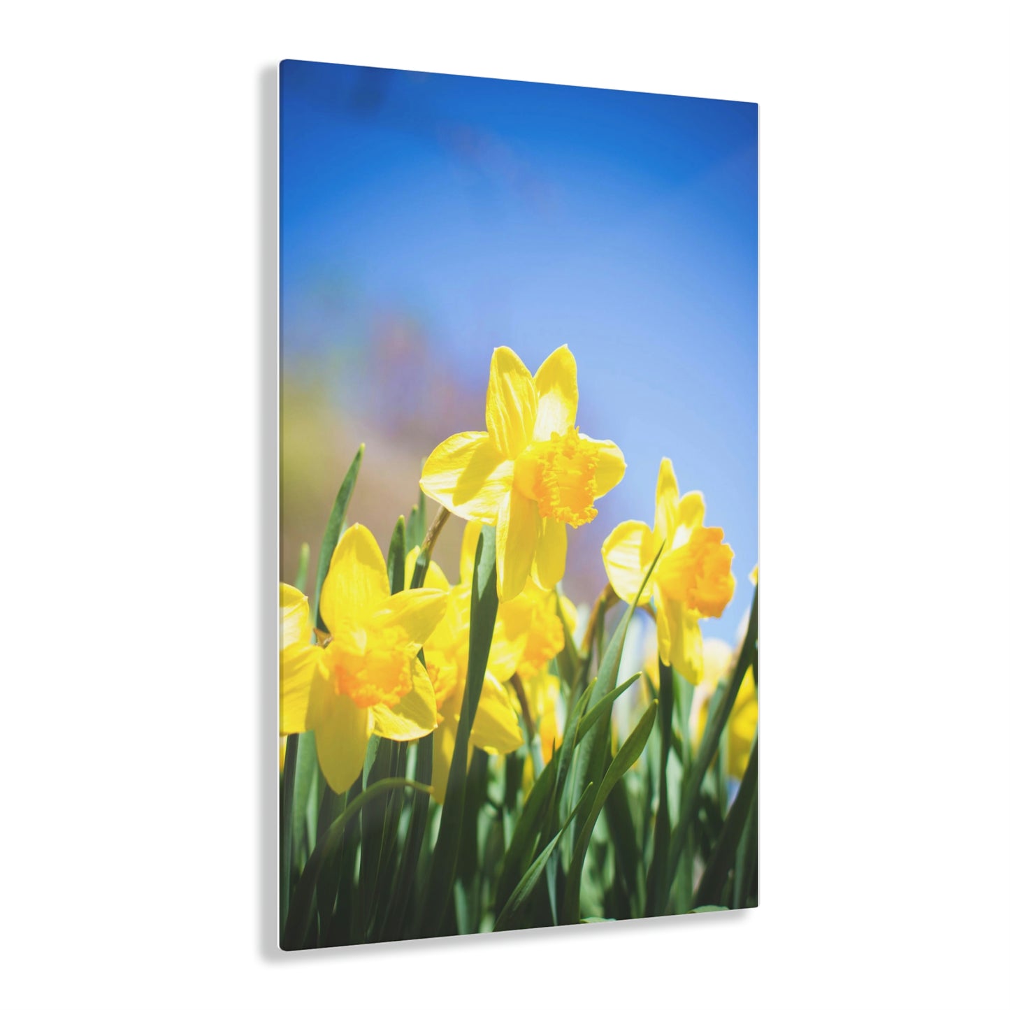 Daffo-Dilled With Joy Acrylic Prints