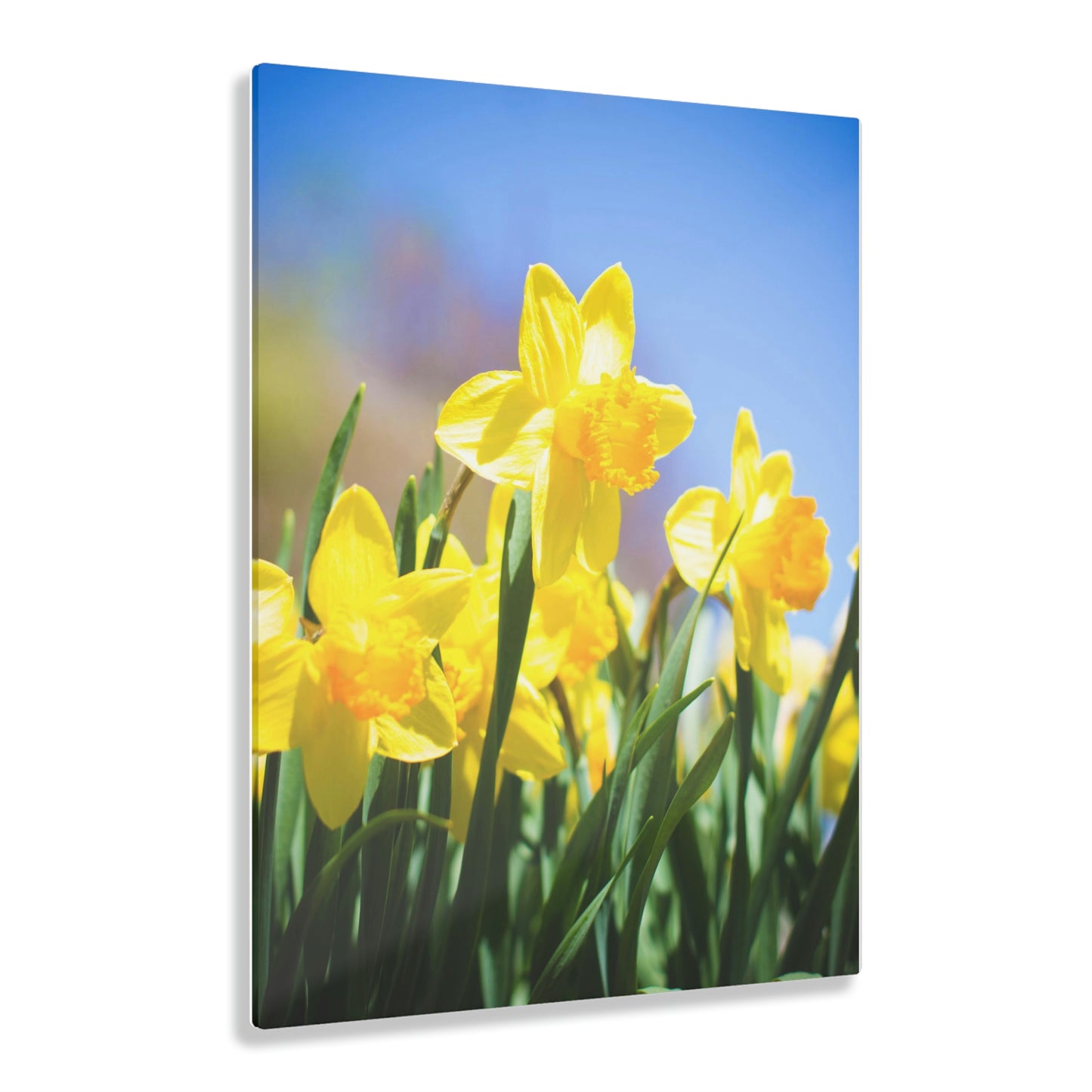 Daffo-Dilled With Joy Acrylic Prints